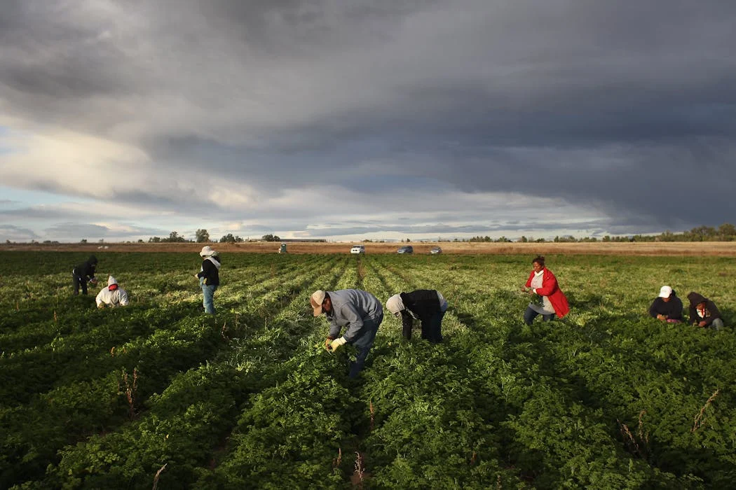The Vital Role of Latino Labor in Colorado's Diverse Economy