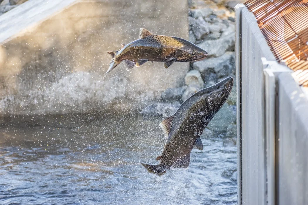 California’s Salmon Fishery Reopens Following Population Decline, But Concerns Remain