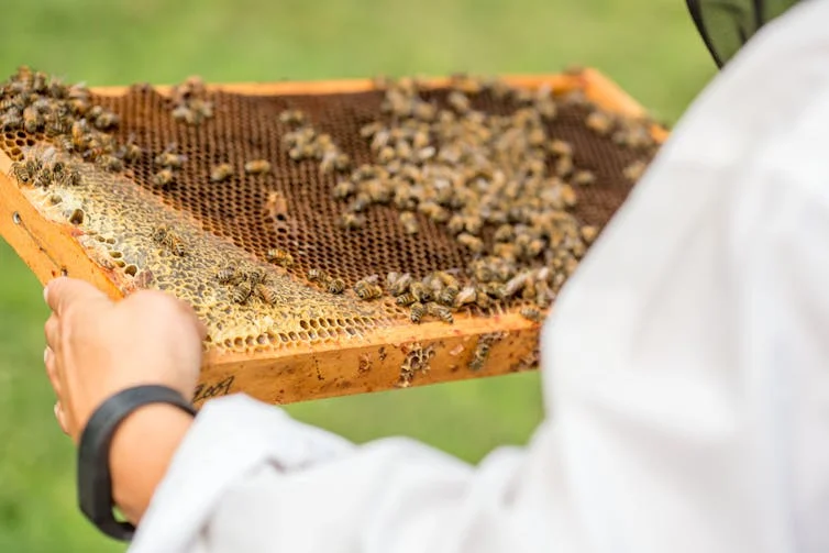 Closure of Federal Bee Labs Poses Risks to Bees, Beekeepers, and the Food Supply