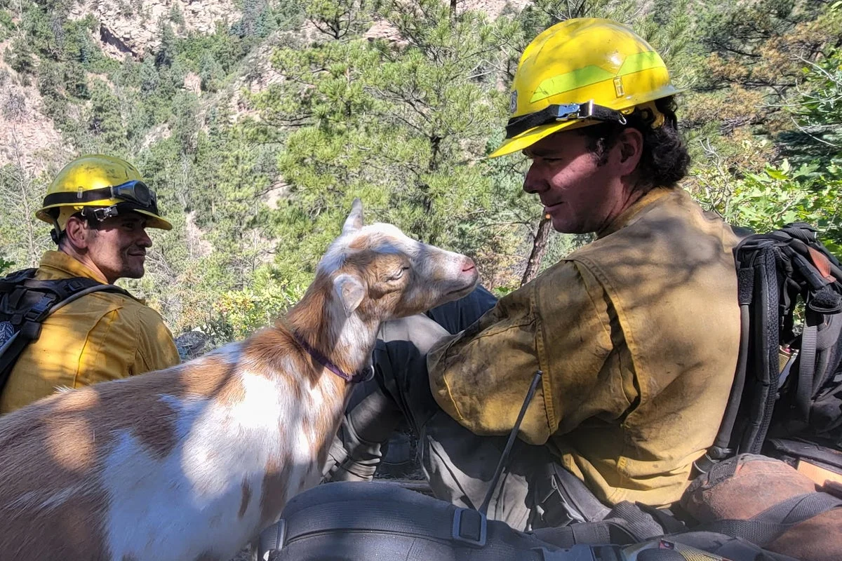 The GOAT: Hooved friend provides moral support to firefighters in Colorado