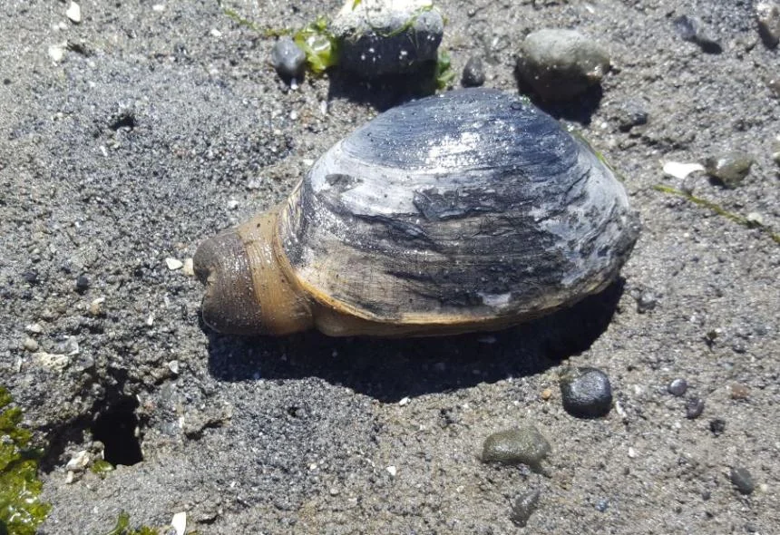 A softshell clam is pictured on the beach in Washington state. Researchers say the clams in Washington’s Puget Sound being infected with a contagious form of cancer