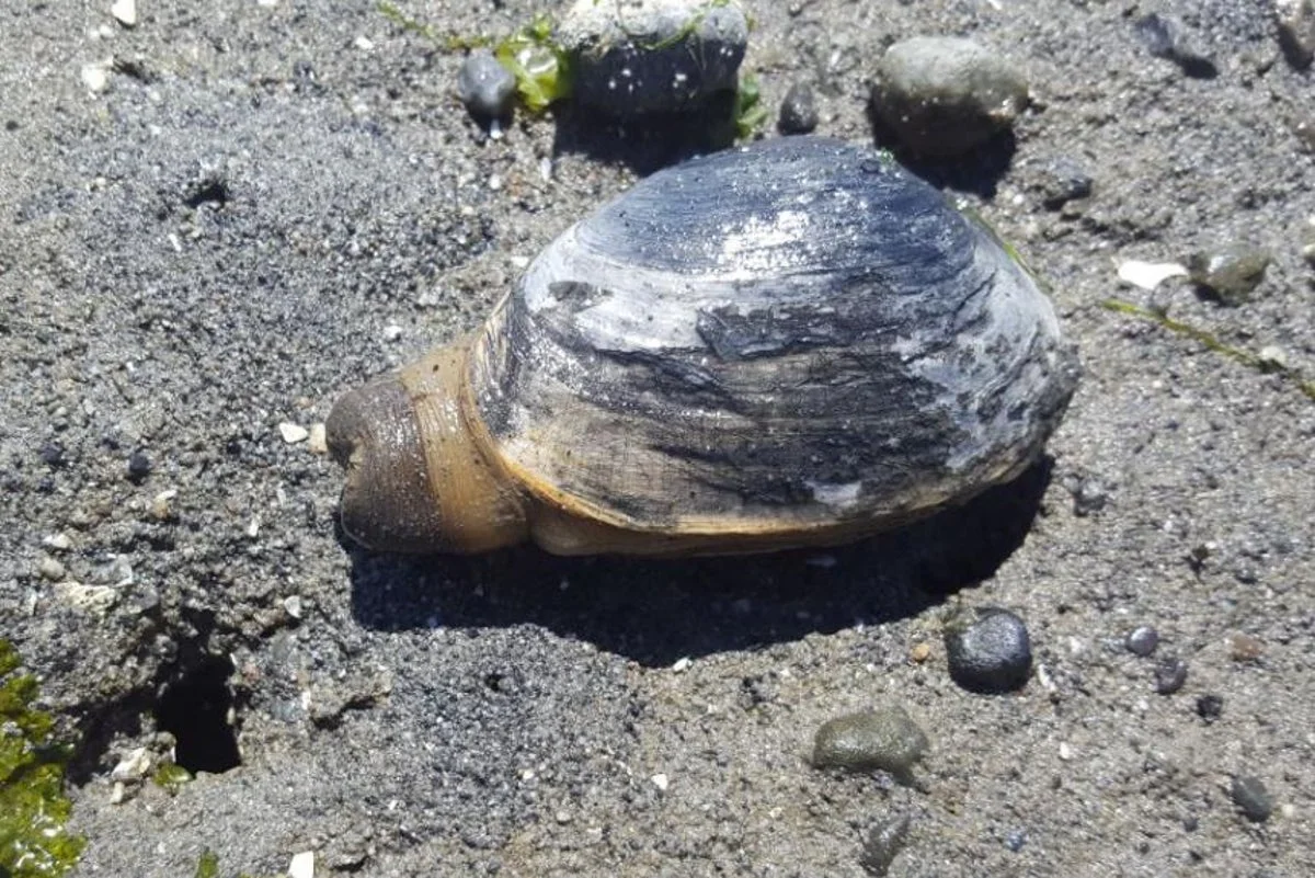 West Coast clams are coming down with cancer