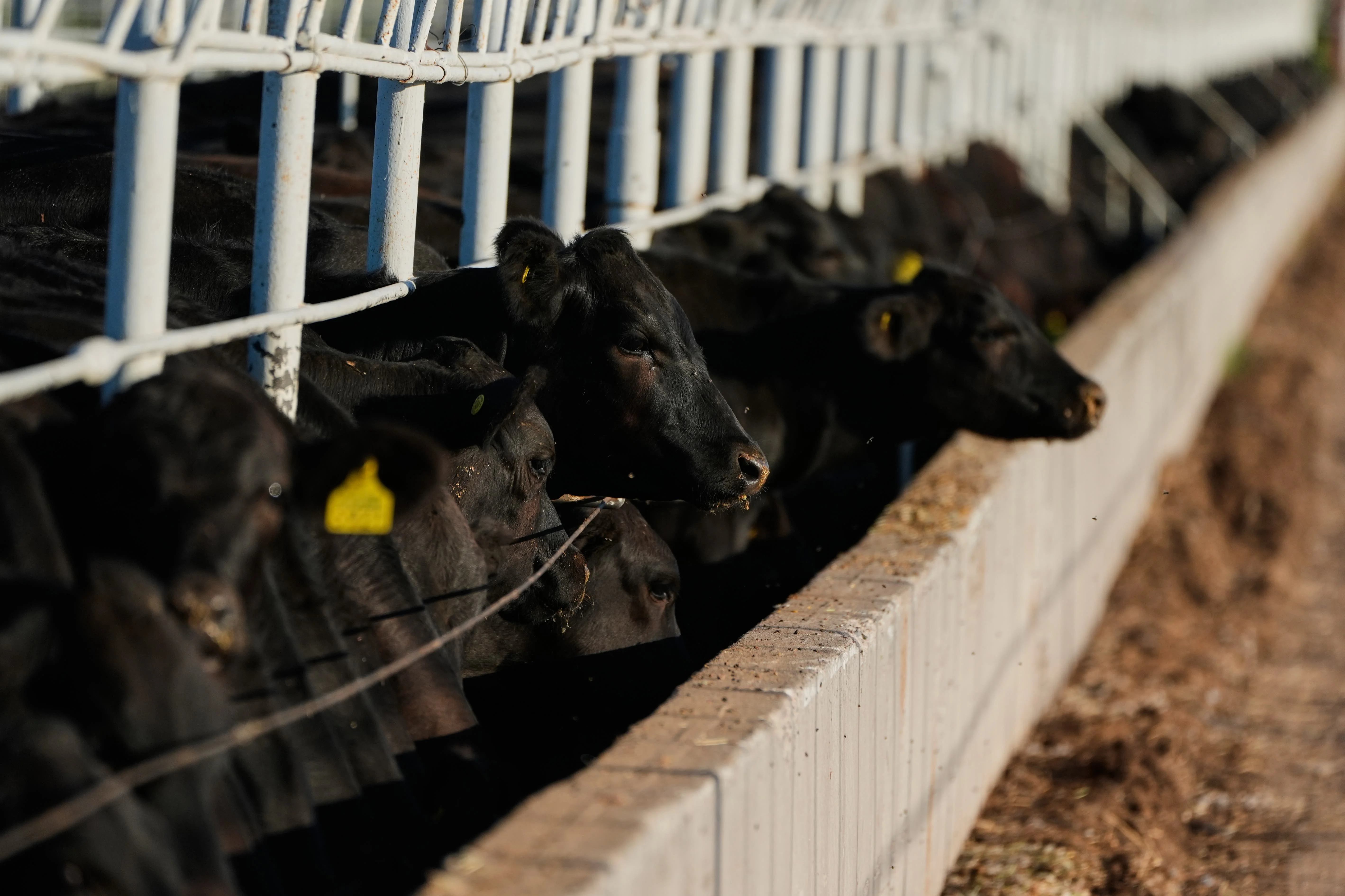 Mexico US Cattle Screwworm
