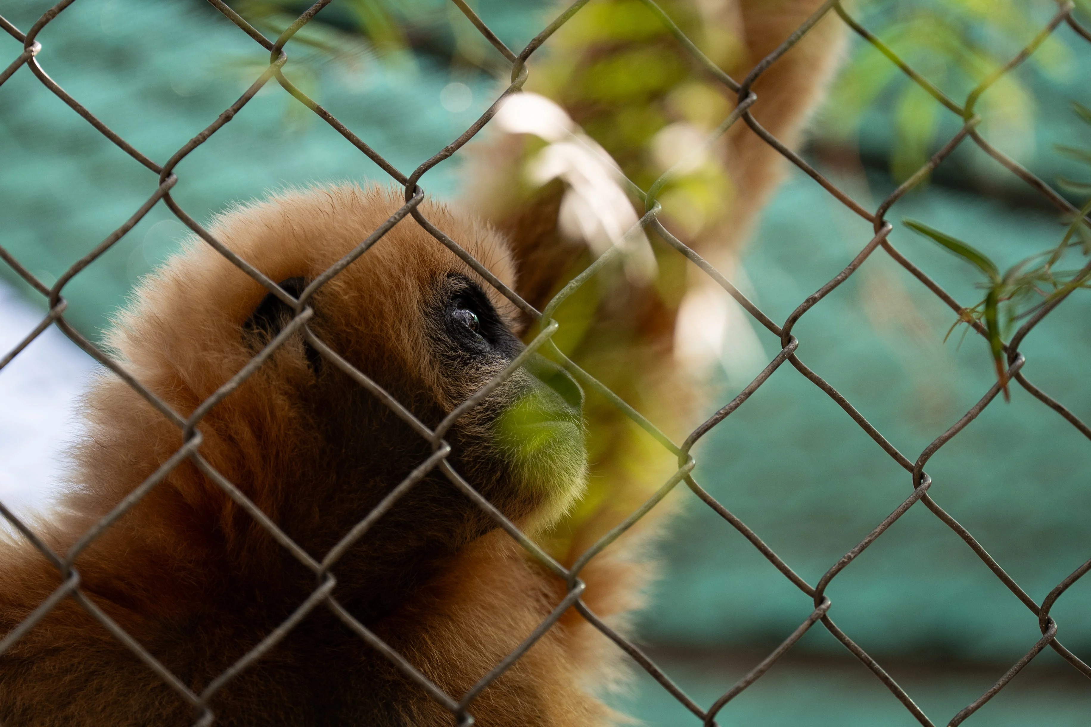 A gibbon peers through the fence of an enclosure at the Gibbon Conservation Center in Santa Clarita, CA