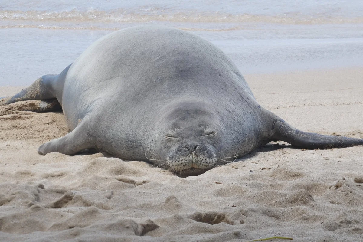 Tourist Facing Charges for Endangered Hawaiian Monk Seal Incident Receives Threats