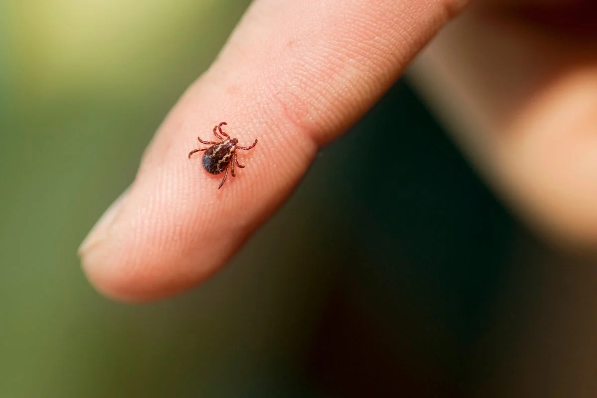 Britain’s long hot summers mean disease-carrying ticks are living longer