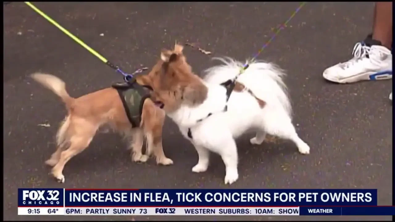 Increase in fleas and ticks raises concerns for pet owners