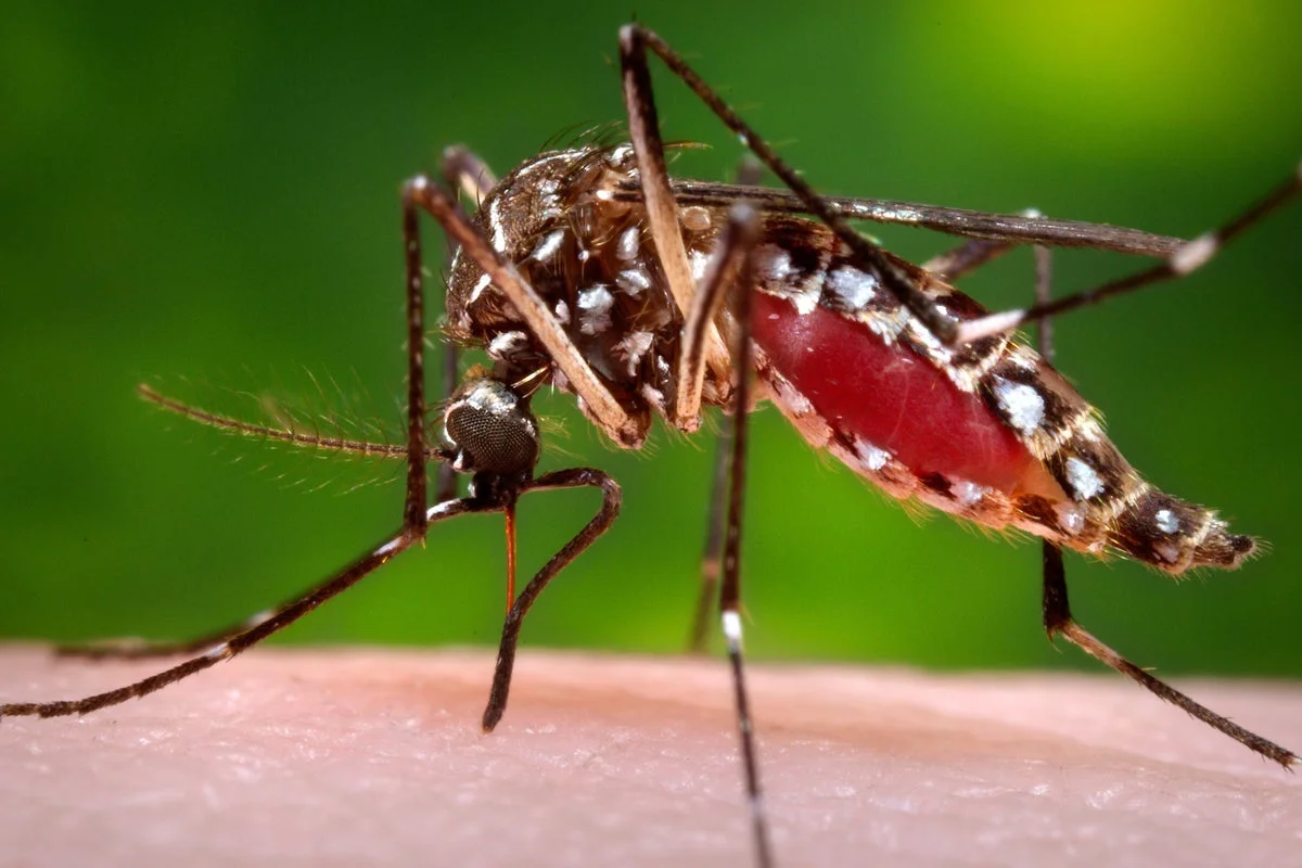 Florida's dengue outbreak is now the largest in the continental US in decades