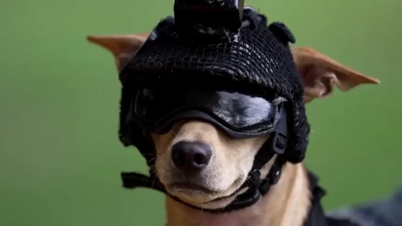 Meet Mexican National Guard's pint-sized recruit: Comando the Chihuahua