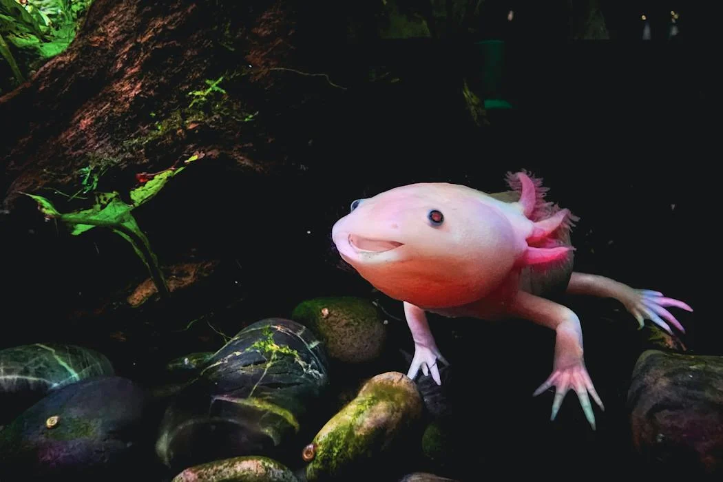 Why can’t people regenerate limbs like salamanders?