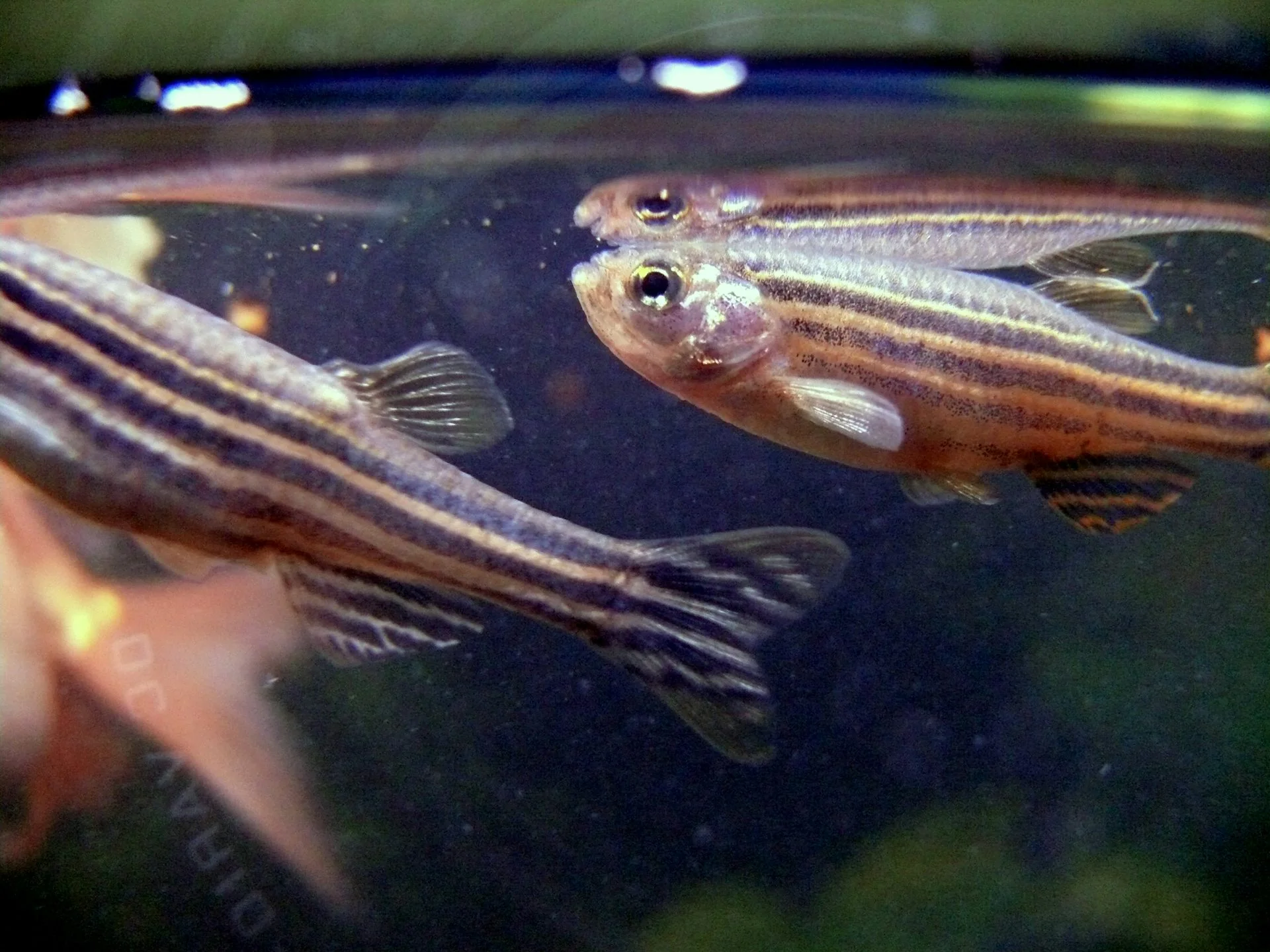Close-up of thin striped fish near the surface of a tank of water