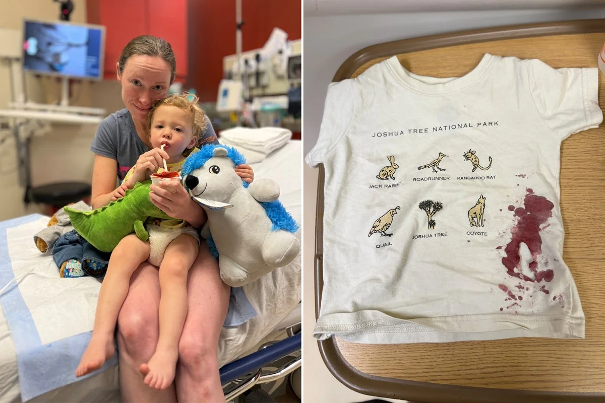 Toddler Injured and Treated Following Raccoon Attack at Massachusetts Playground